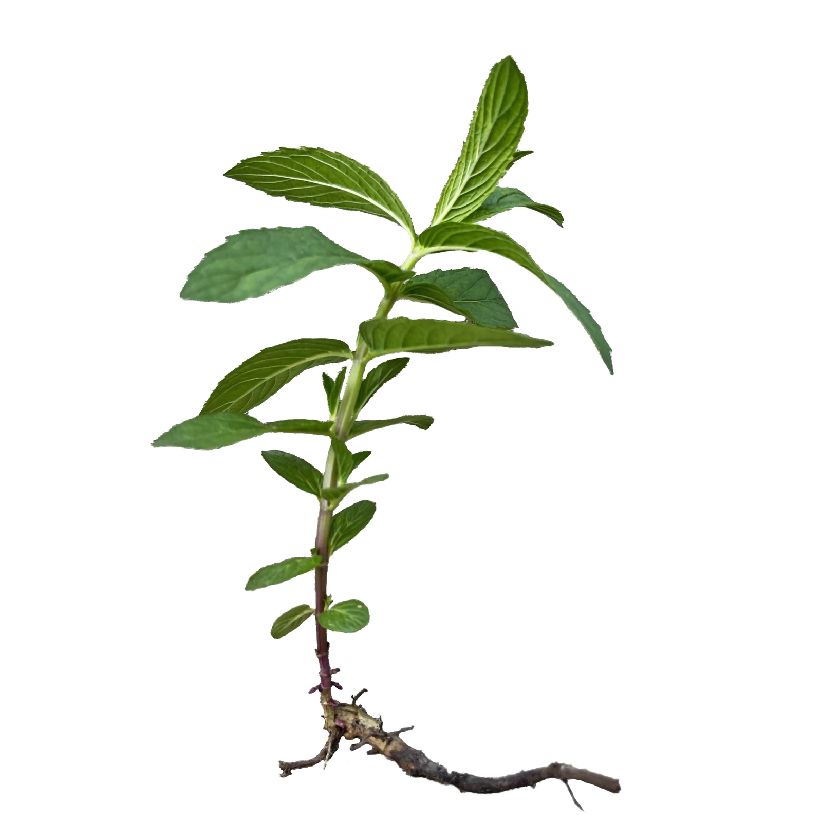 3 Plant Mint Spearmint Live Plant Edible Aromatic Herb Plant, Organic