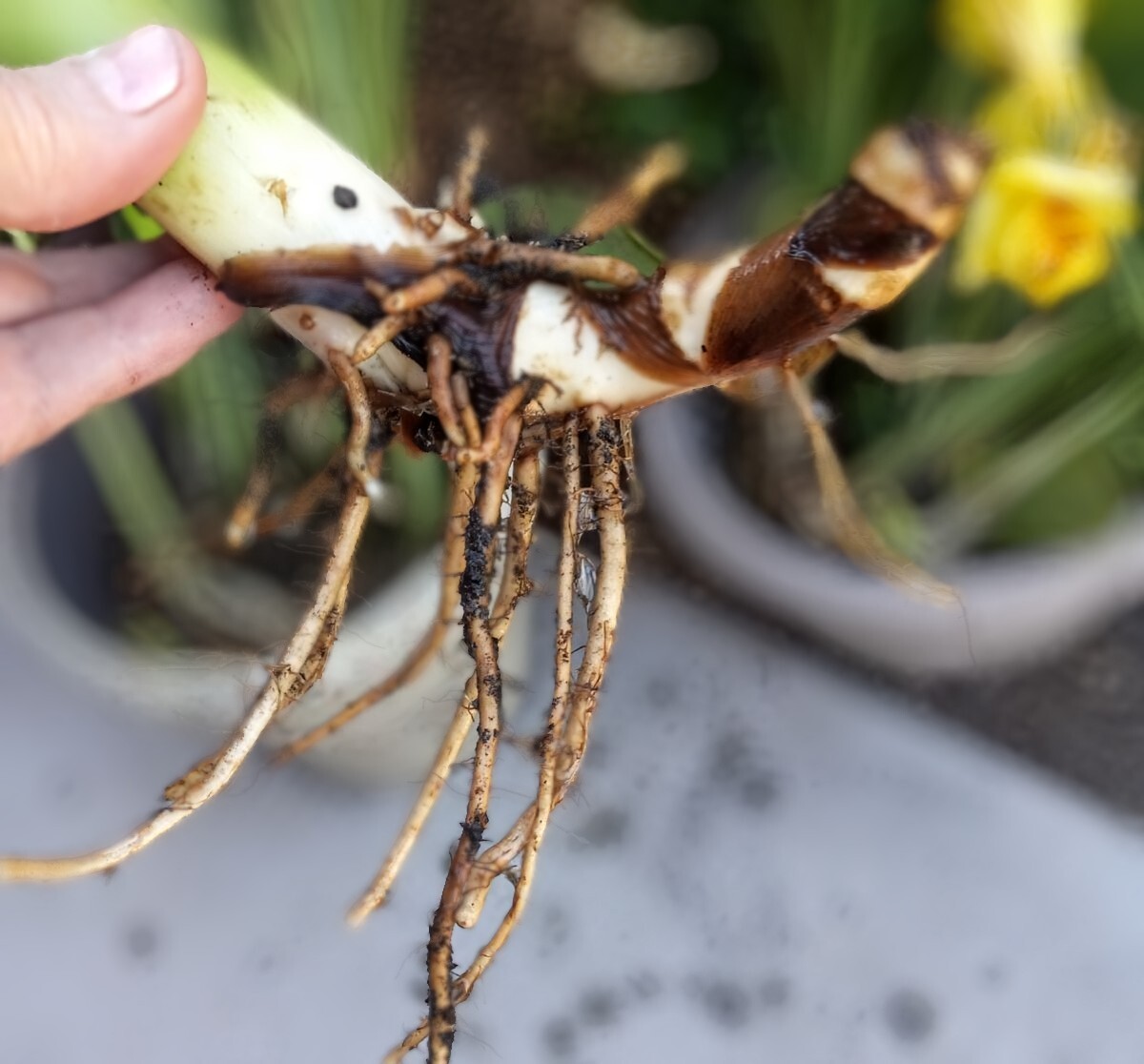 8 Canna Bulbs w/Roots FRESHLY DUG PLANTS Yellow Flowers w/Red Speckled Throats