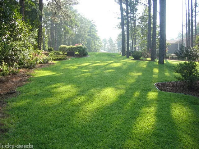 Zenith Zoysia 12,000+ Grass Seeds for a Healthy, Low-Maintenance Lawn ~ 1 ounce