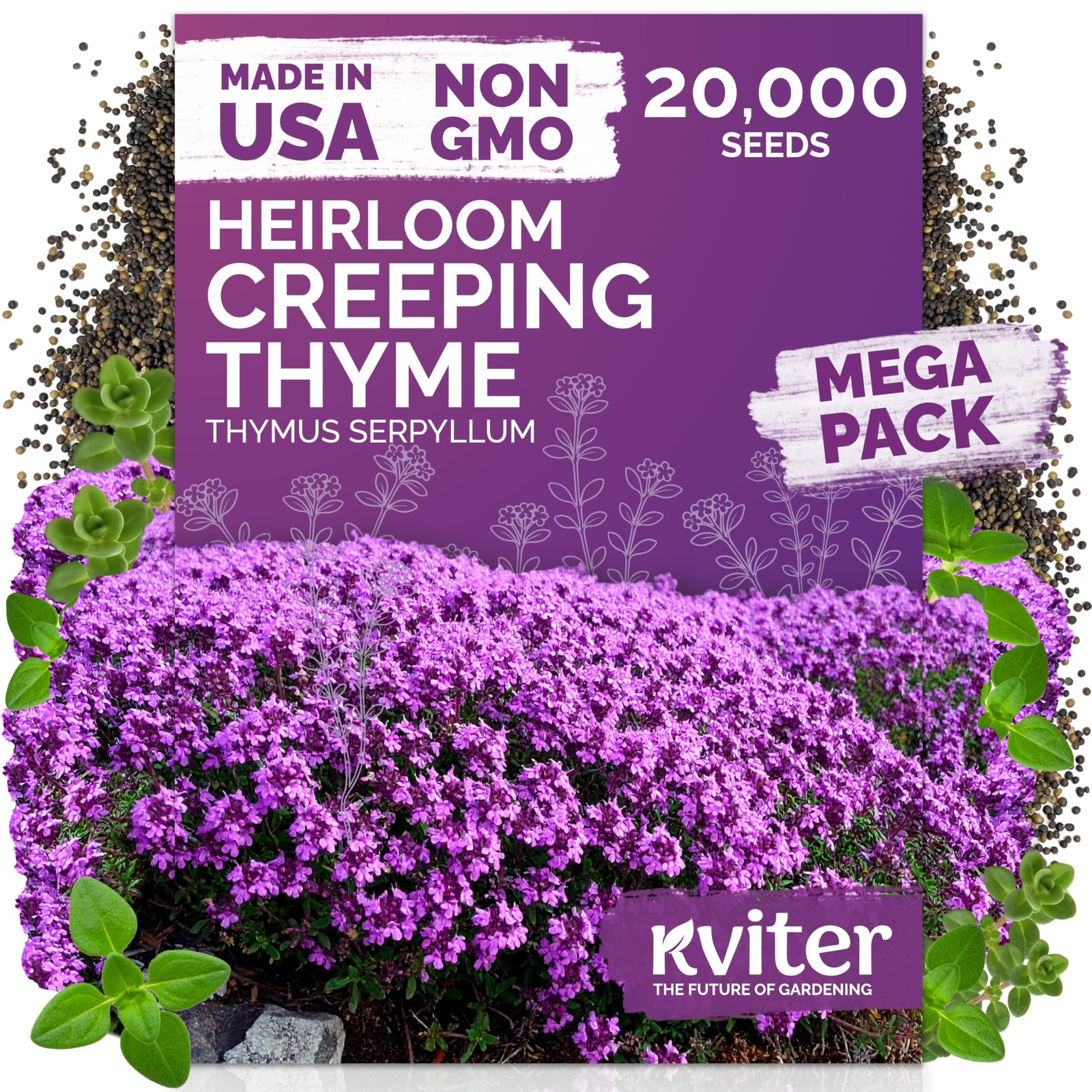 KVITER 20,000 Creeping Thyme Seeds (Thymus Serpyllum)