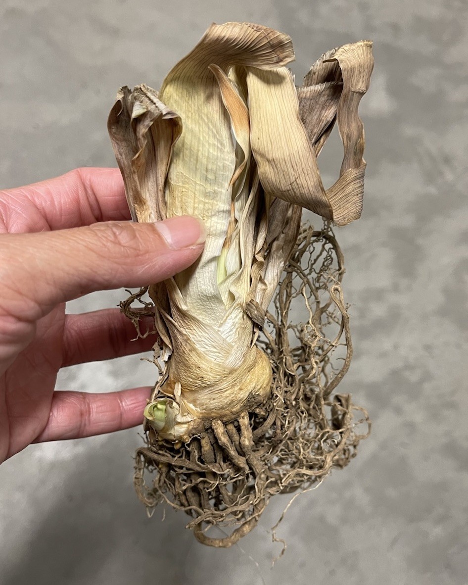 1 RHIZOME Bearded Iris Dangerous Mood | Spring Planting Flower