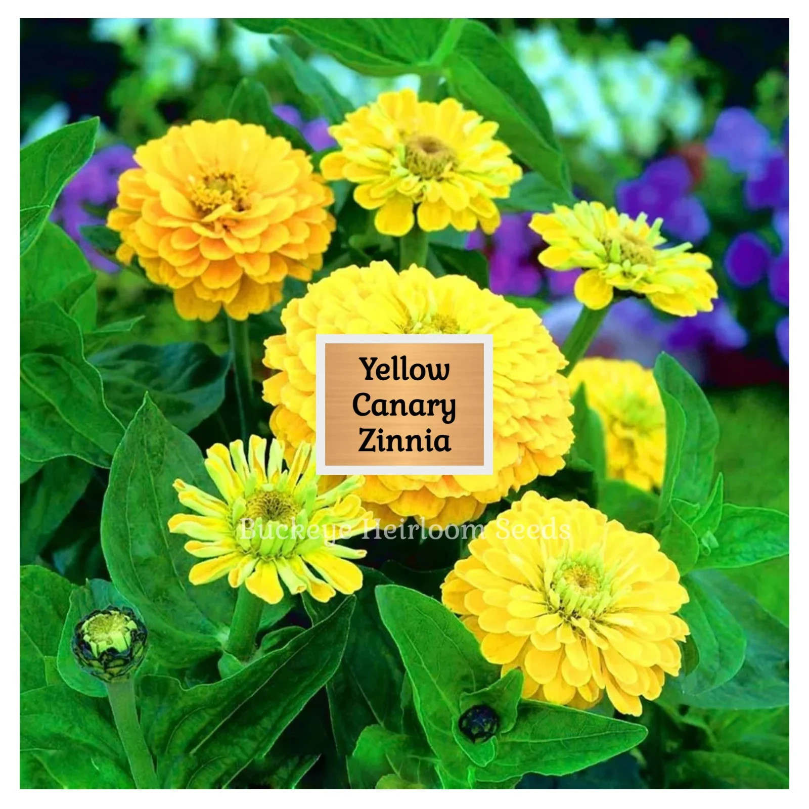 Zinnia | Canary Bird | 100 Seeds | Easy to Grow | Non GMO (Zinnia elegans)