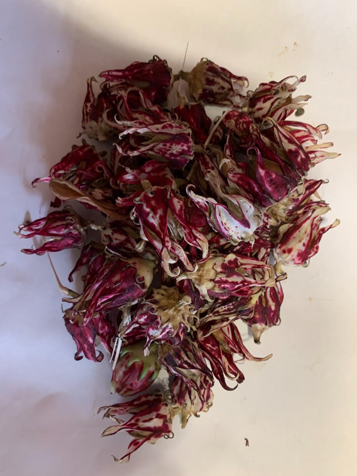50 Variegated Roselle, Jamaican Sorrel Seeds – Marbled Hibiscus Jewels!