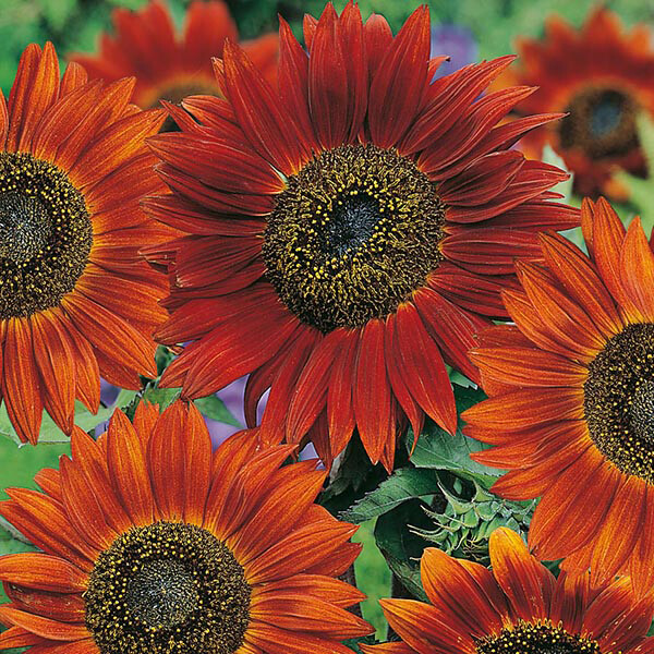 Sunflower Seeds Velvet Queen 50+ Annual Flower FREE SHIPPING NATIVE WILDFLOWER