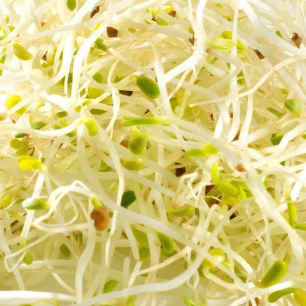 Organic Alfalfa Sprouting Seeds Certified (NON-GMO) – 2 Lbs.