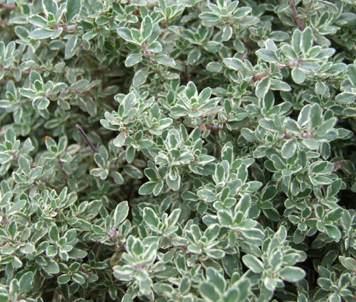 THYME Thymus Vulgaris – 5,000 Bulk Seeds