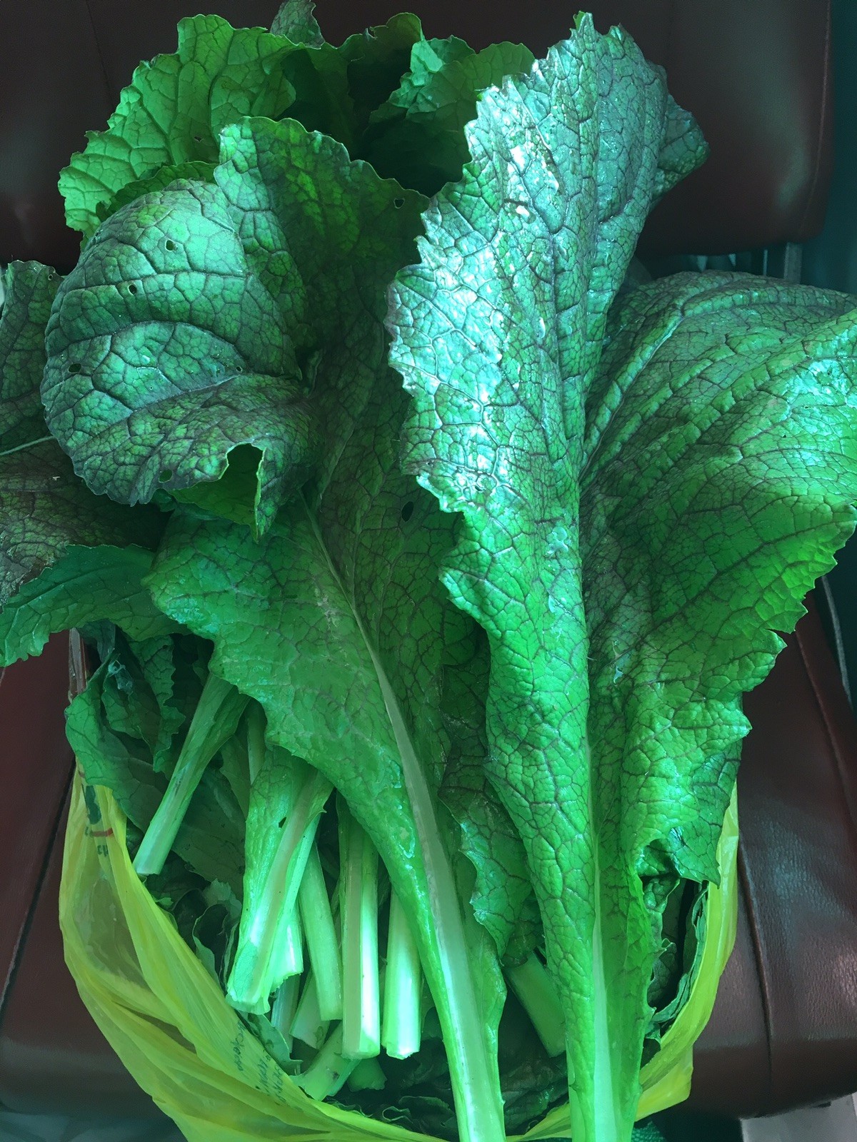 3000+ 7G heirloom Japanese Red Giant Mustard Green seeds 日本大紫芥菜 からしな Karashina