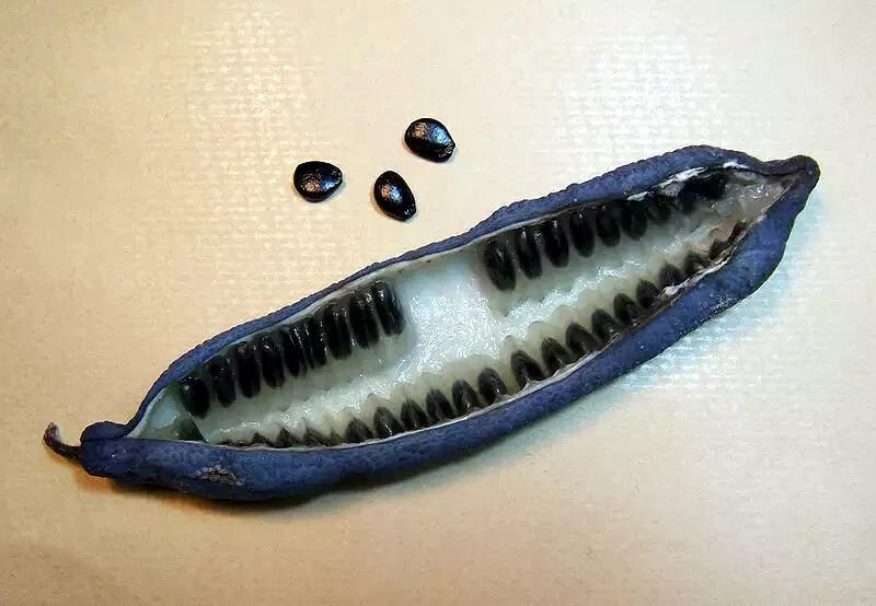 BLUE SAUSAGE FRUIT TREE SEEDS Edible & Ornamental Shrub Decaisnea fargesii Hardy
