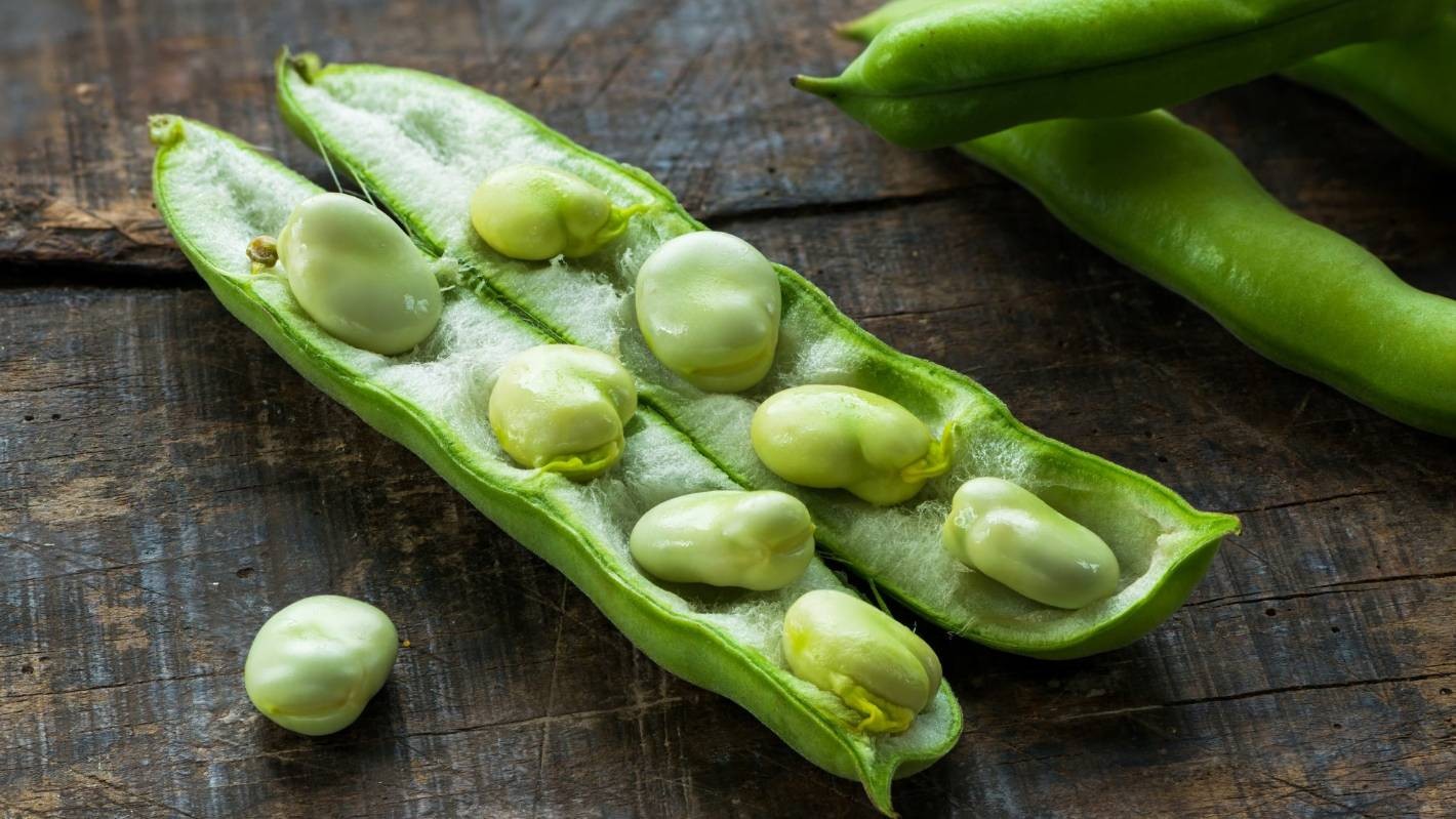 Fordhook 242 Lima Bean Seeds | AAS Winner Butter Pea Vegetable Seed Fresh 2024