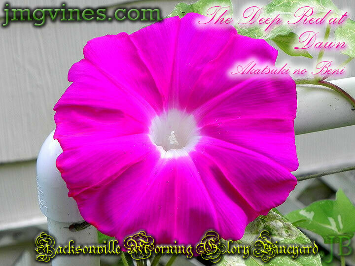 The Deep Red at Dawn / Akatsuki no Beni Japanese Morning Glory 6 Seeds