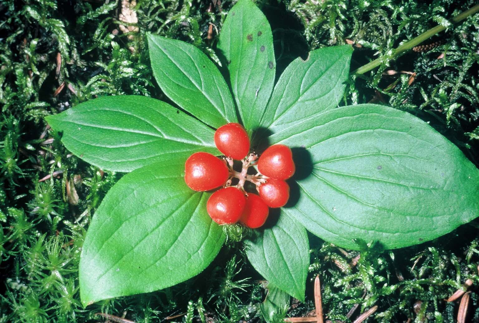 Creeping Dogwood, (Bunchberry), Cornus canadensis, Seeds
