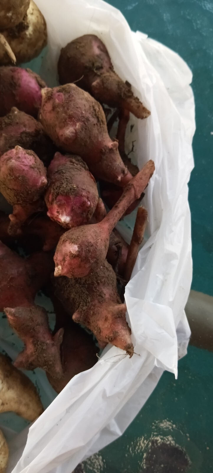 5 medium Small red organic Jerusalem Artichoke Tubers FOR PLANTING
