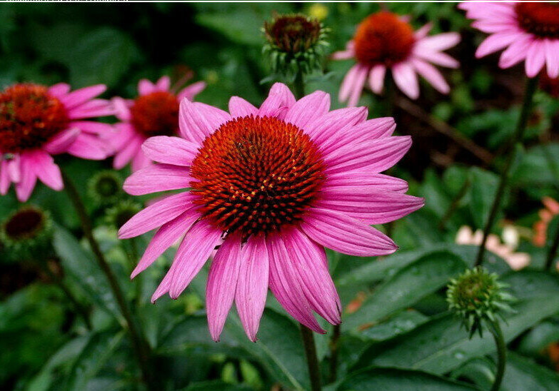 70 Echinacea Rudbeckia Purpurea Purple Coneflower Seeds~NY Botanical Garden Club