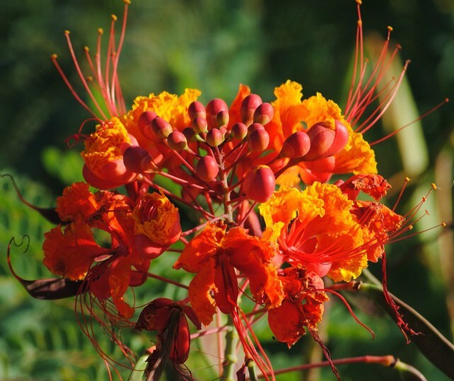 Caesalpinia mexicana| Red Bird of Paradise 10 seeds