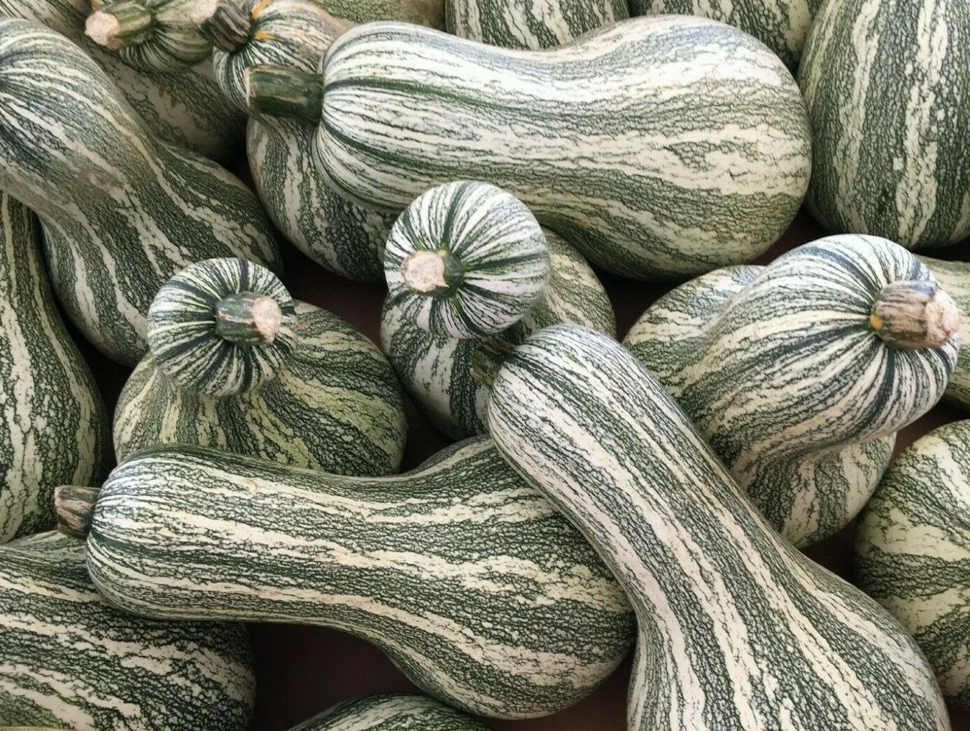 GREEN STRIPED CUSHAW PUMPKIN SEEDS 10+ squash GOURD vegetable FREE SHIPPING