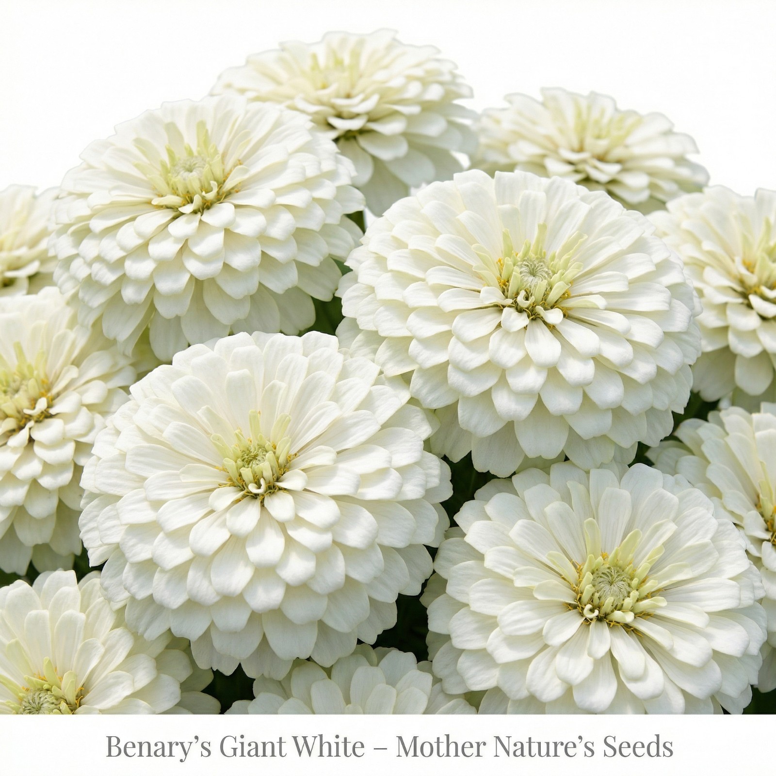 Designer Garden Bundle BLUSH LIME Zinnia Cosmos Cut Flower 4 Packs – 100 Seeds