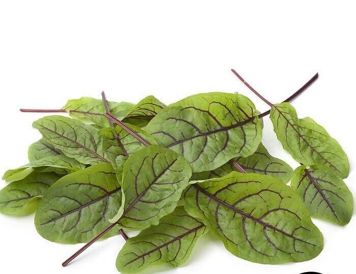 Sorrel Seeds – Red Veined – 500.mg