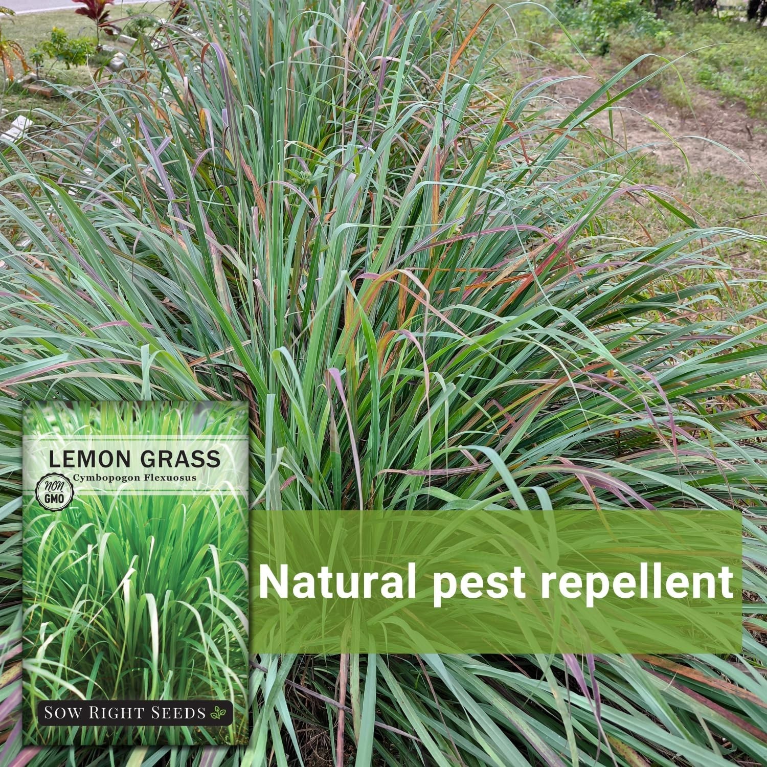 Eco-Friendly Lemon Grass Seeds – Non-GMO & Heirloom for Flavorful Home Gardening
