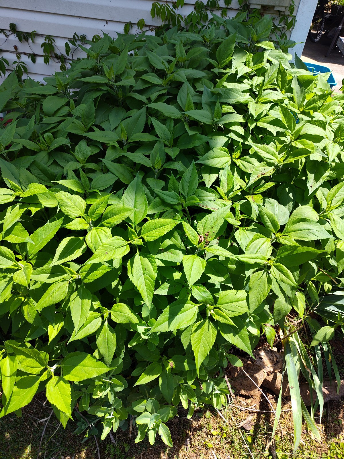Jerusalem Artichokes tubers Sunchokes  10+ starts freshly dug for planting