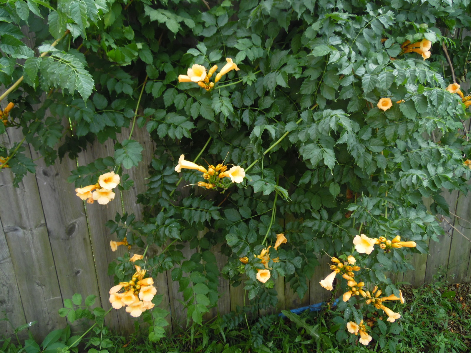 YELLOW Hummingbird Trumpet Vine Seeds! HARDY! Hummingbirds Love It!