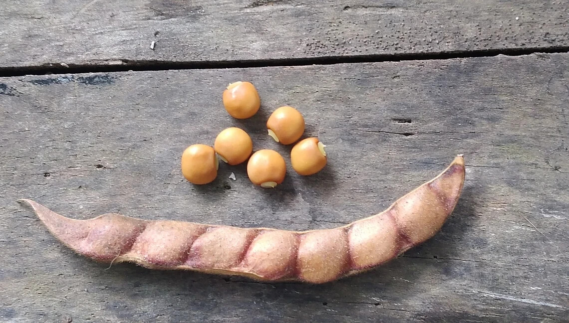 25 Seeds White Pigeon Peas, Cajanus cajan, Gandules seeds, Nitrogen fixing plant