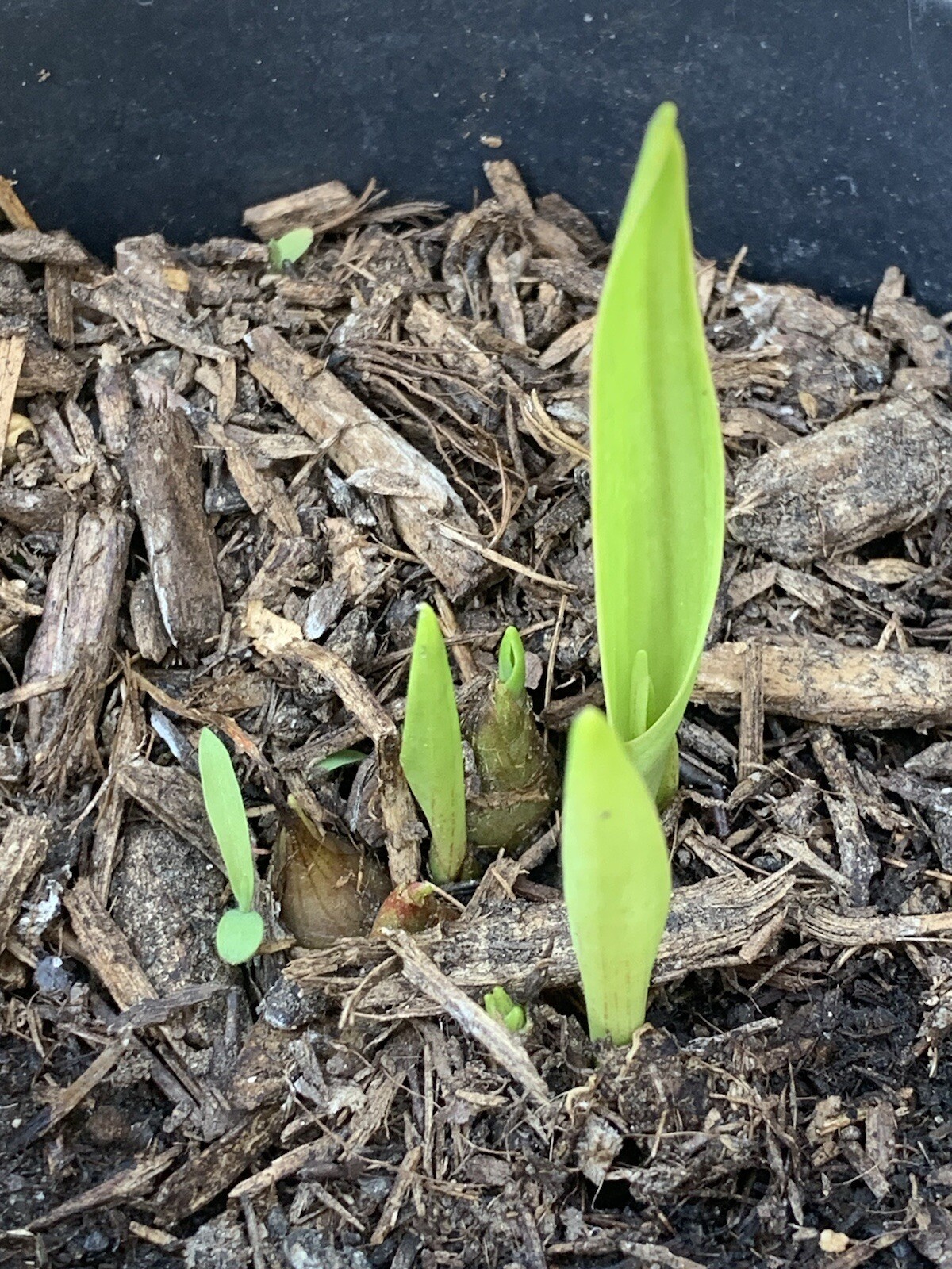Tuberose Fragrance Double Pearl. 2 Clump, Bulbs 2+ Sz S / M / L Ready To Plant.