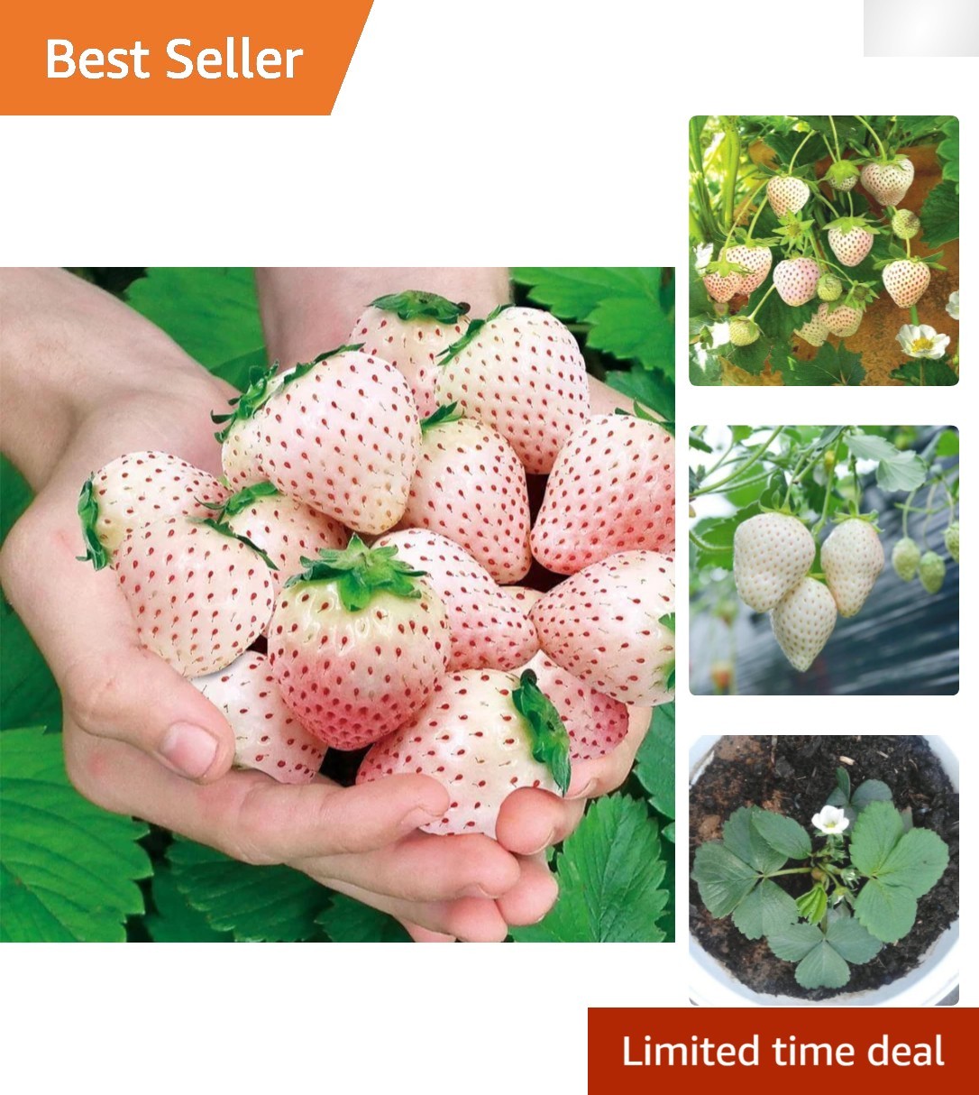 Perennial White Strawberry Seeds – 200 Non-GMO, Thrives in Varied Climates