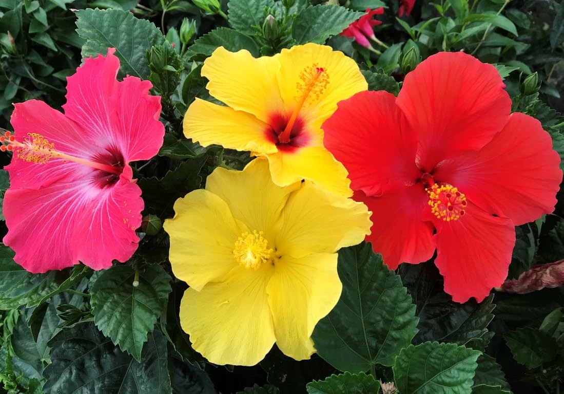 20 Giant Hibiscus Flower Seeds Hardy,Mix White Pink Red Color Home Garden