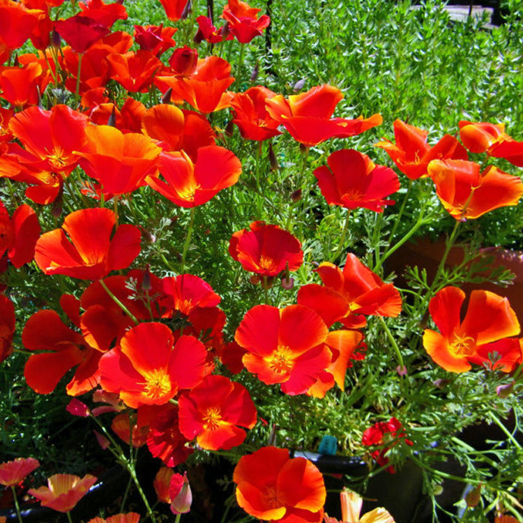 501+CALIFORNIA POPPY MIX Native Wildflower Seeds Flower Garden Patio Container