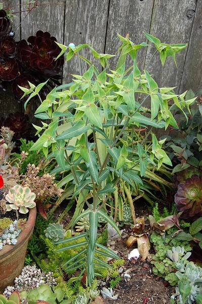 Euphorbia lathyris caper spurge 10 seeds