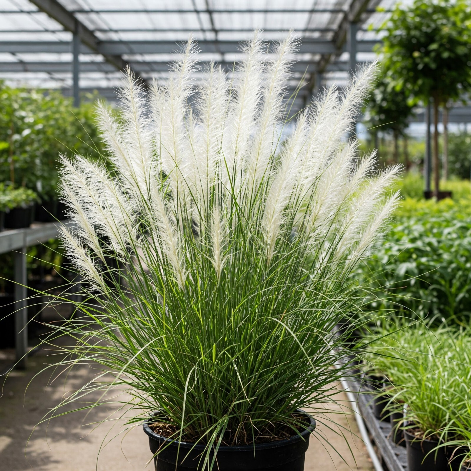 White Fountain Grass Live Plant Fast Growing In Nature 1 Gallon Pot 1-3 FT Tall