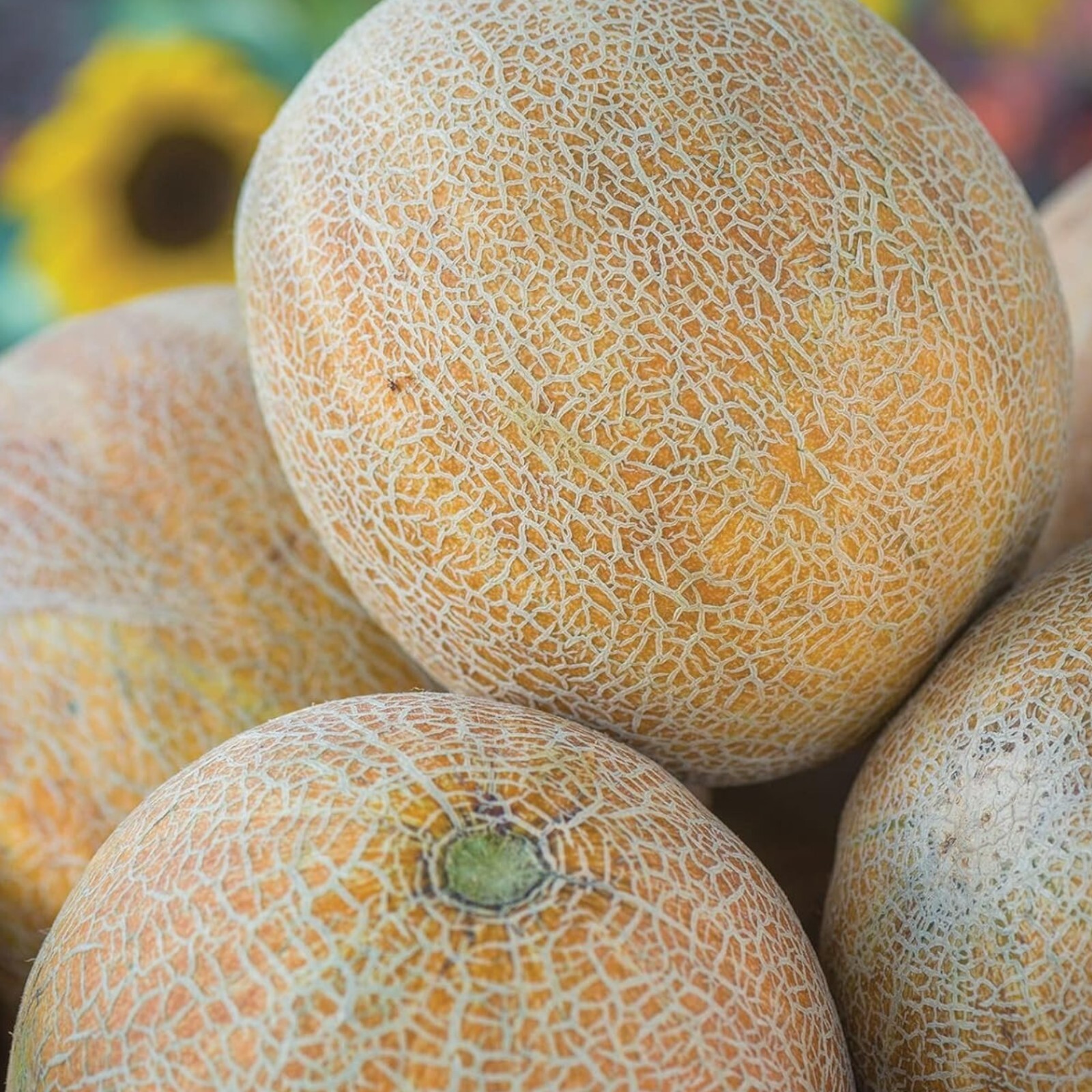 25pcs Cantaloupe Melon Seeds – Sweet Heirloom Variety for Home Gardens