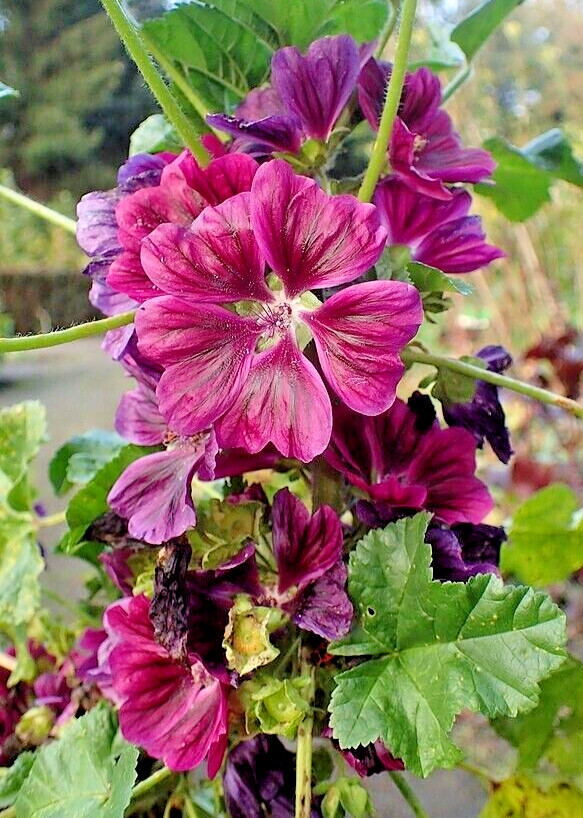 MALVA SYLVESTRIS VAR MAURITIANA ROSEA 50 SEEDS MAURITIAN MALLOW TREE MALLOW