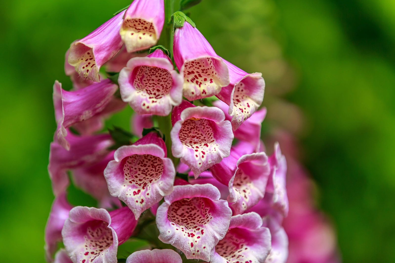 1000 PINK FOXGLOVE Digiitalis Purpurea Flower Seeds