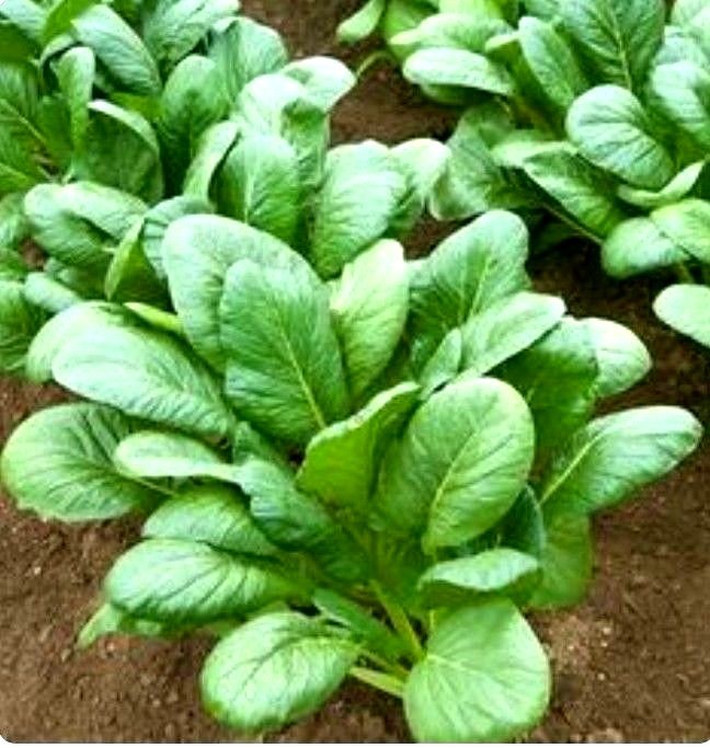 600+ Komatsuna Spinach Mustard Tendergreen Vegetable Seeds