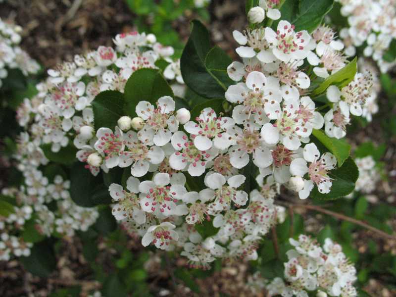 Black Chokeberry Shrub, Aronia melanocarpa, Seeds (Edible, Fall Color, Hardy)