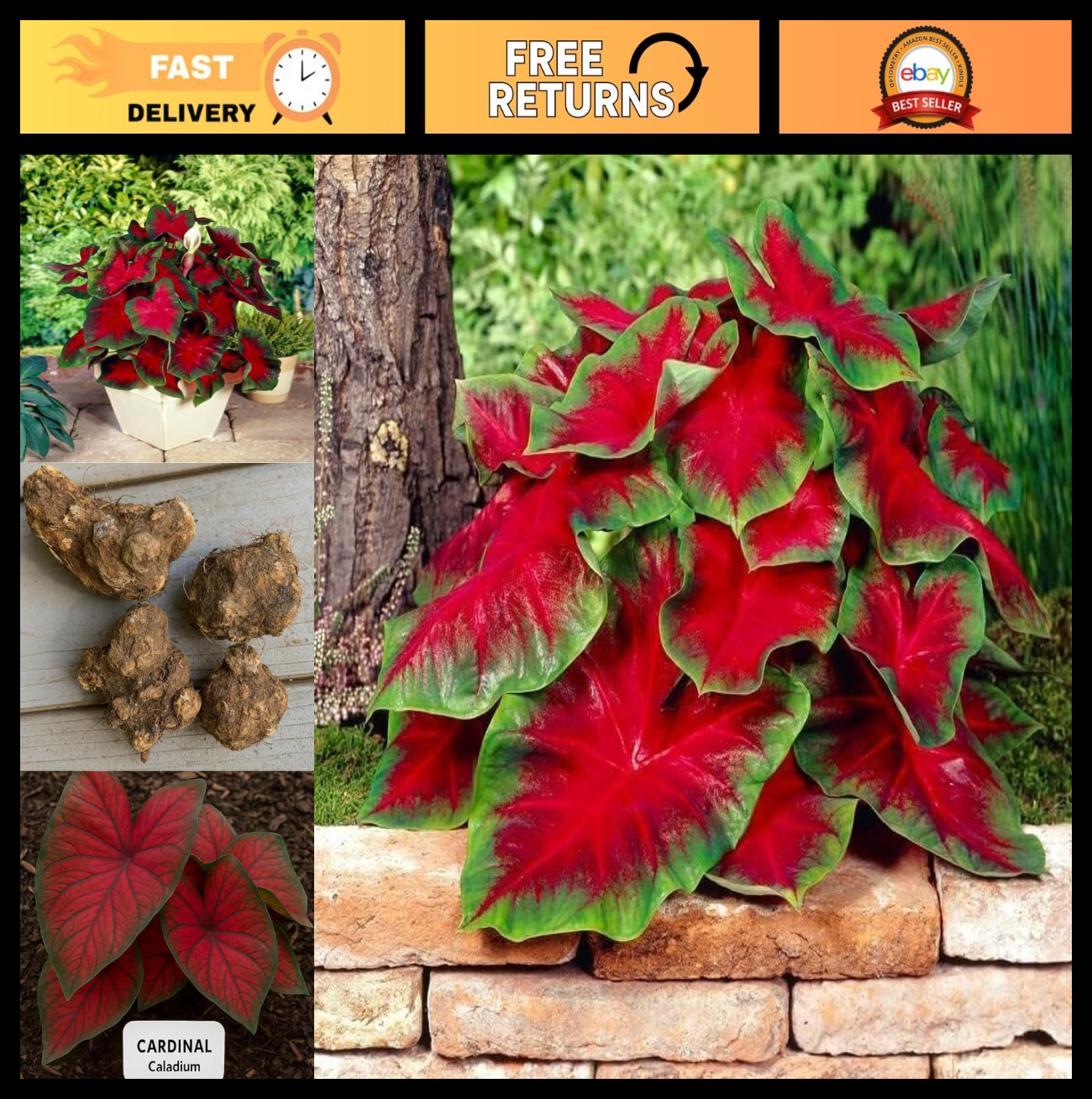 “Florida Cardinal Caladium Bulbs – Perennial Planting, Hosta & Elephant Ears (5