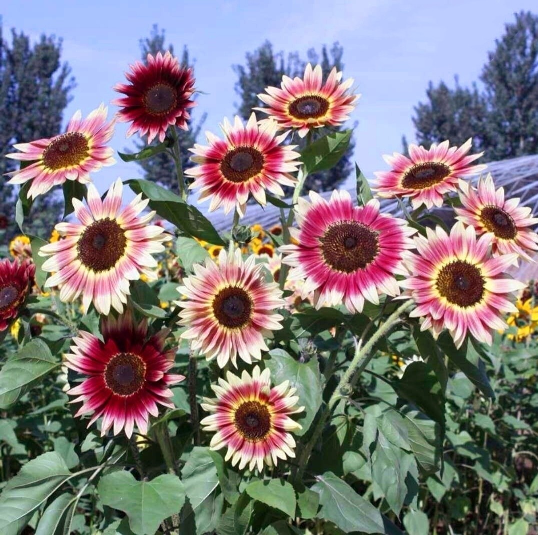 40 Seeds Colorful Sunflower Multi-head dense Sunflower seeds Non-GMO Individual
