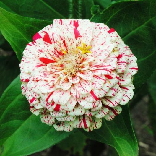 Zinnia PEPPERMINT STICK Mix Pollinators Butterflies Hummingbird USA 200 Seeds