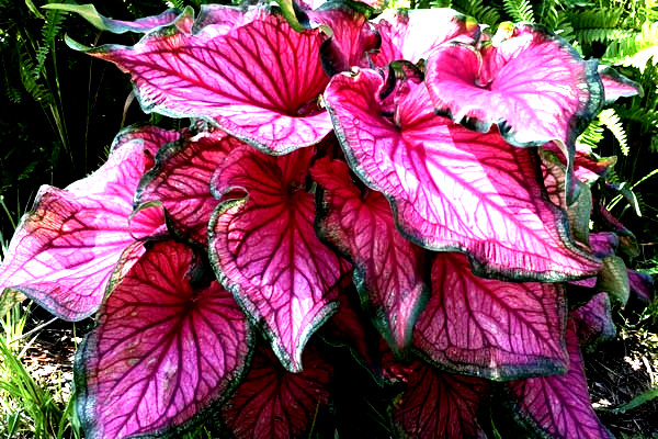 SIZZLE Caladium Bulbs for Planting -7 BULBS direct from Florida Plantation