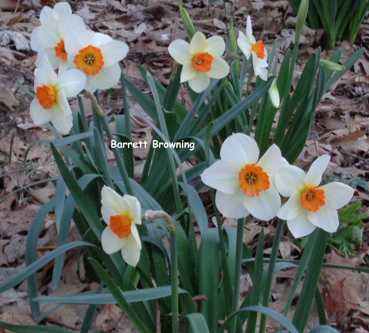 240 DAFFODIL BULBS 6 Varieties incl Pink PlsREAD Jonquils Narcissus FromMyGarden