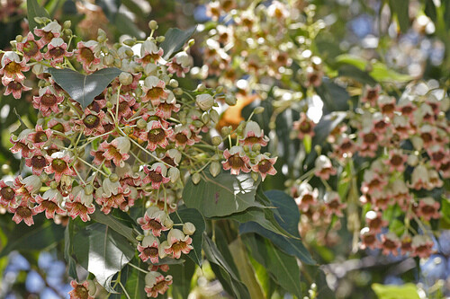 Brachychiton Populneus, Kurrajong Flowering Bottle Tree 5 Seeds, Ships From USA!