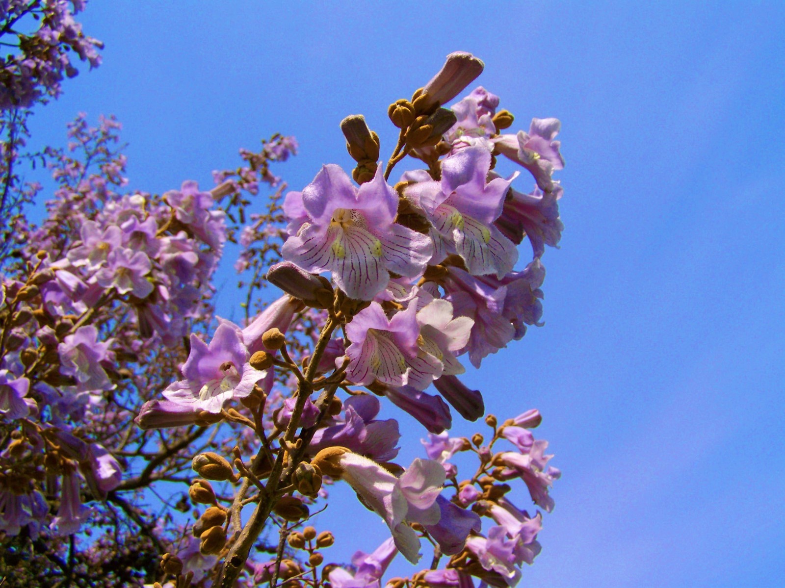 10 Seeds Paulownia tomentosa Empress Tree Tropical ornamental Seed Pack
