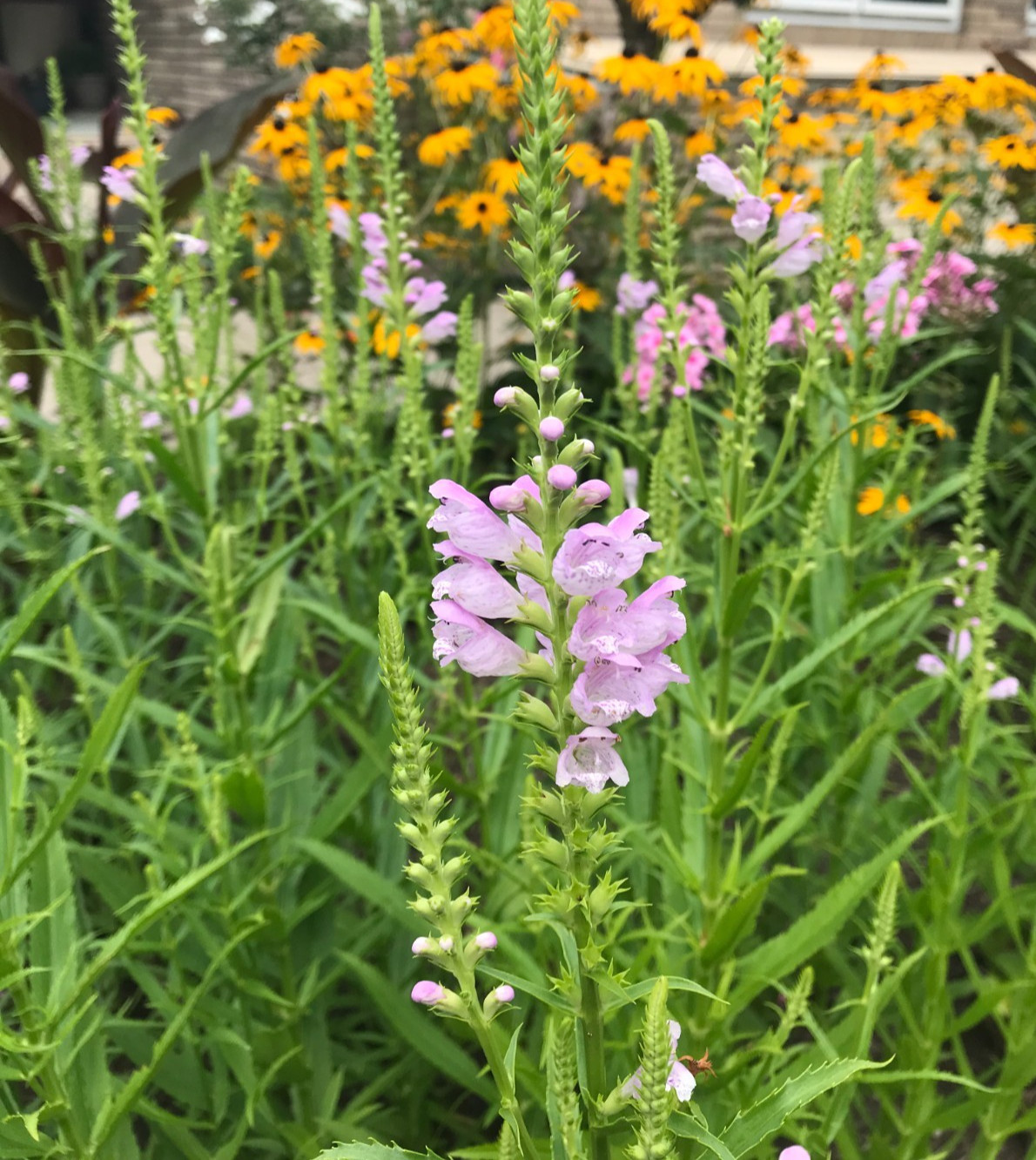 15 Live Plants Obedient Plant, Physostegia Virginiana PERENNIAL Bare Roots