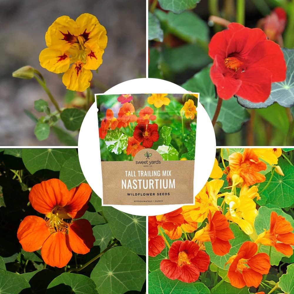 Nasturtium Seeds Mixed Colors Large Packet 200 Flower Seeds Tropaeolum Majus
