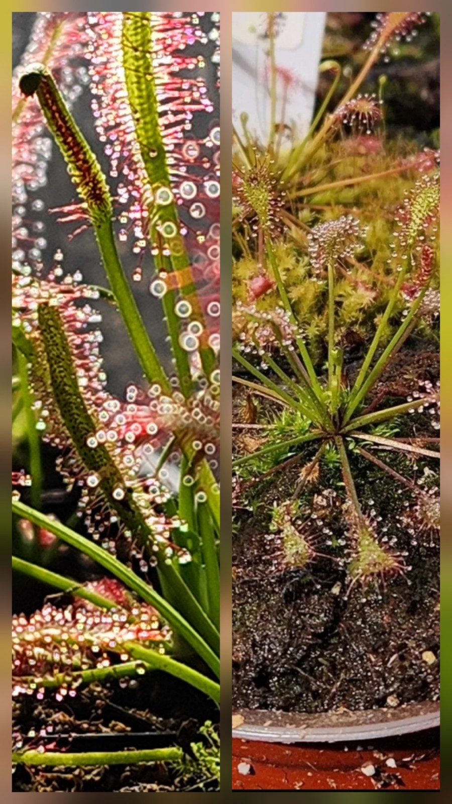 CARNIVOROUS PLANT 2 PACK- LIVE- Drosera Intermedia, Drosera Capensis (Sundews)