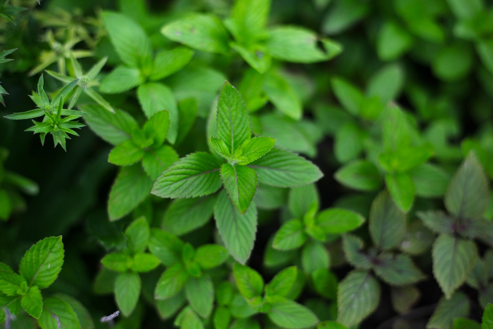 10 Bare Roots Chocolate Mints Rau hung cay Culinary Herbs Mentha perennial herb