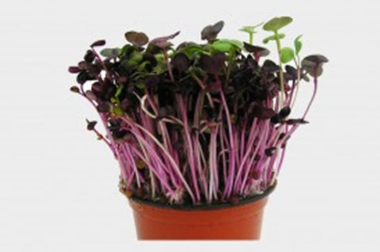 16 oz Red Radish
