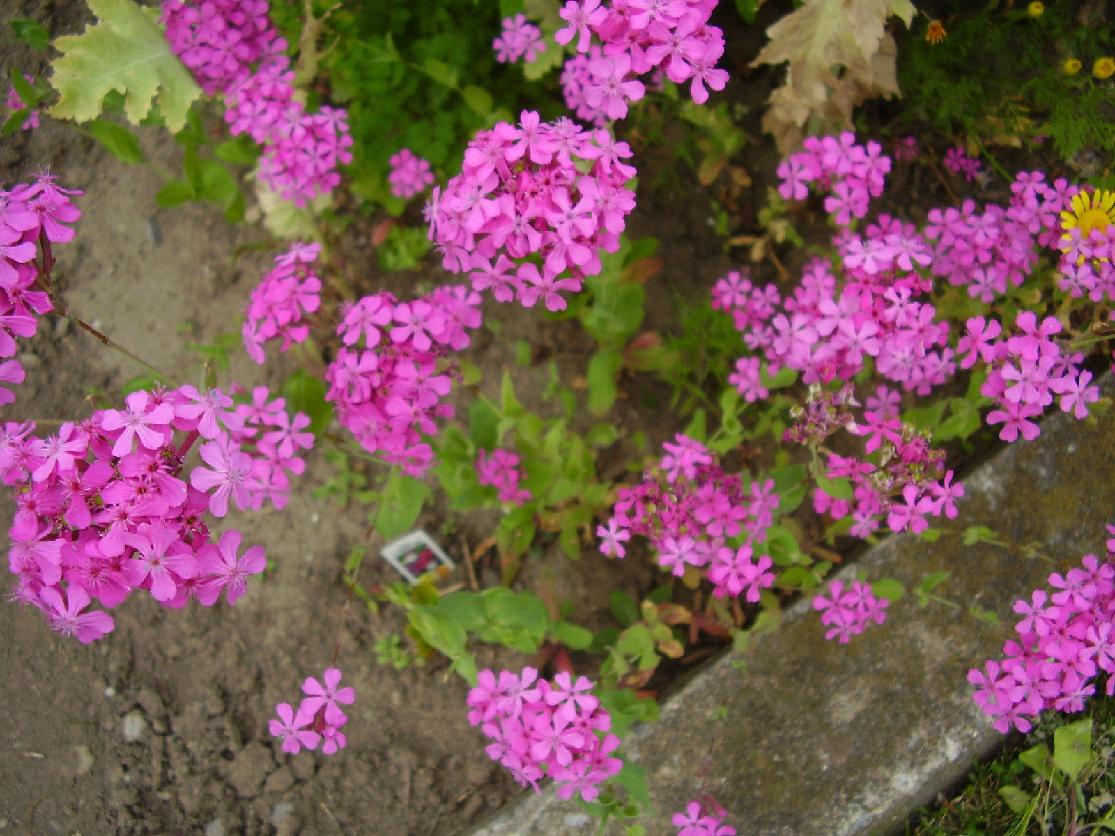 catchfly, BLOOMS IN 6 WEEKS, pink flower, 2000 seeds GroCo