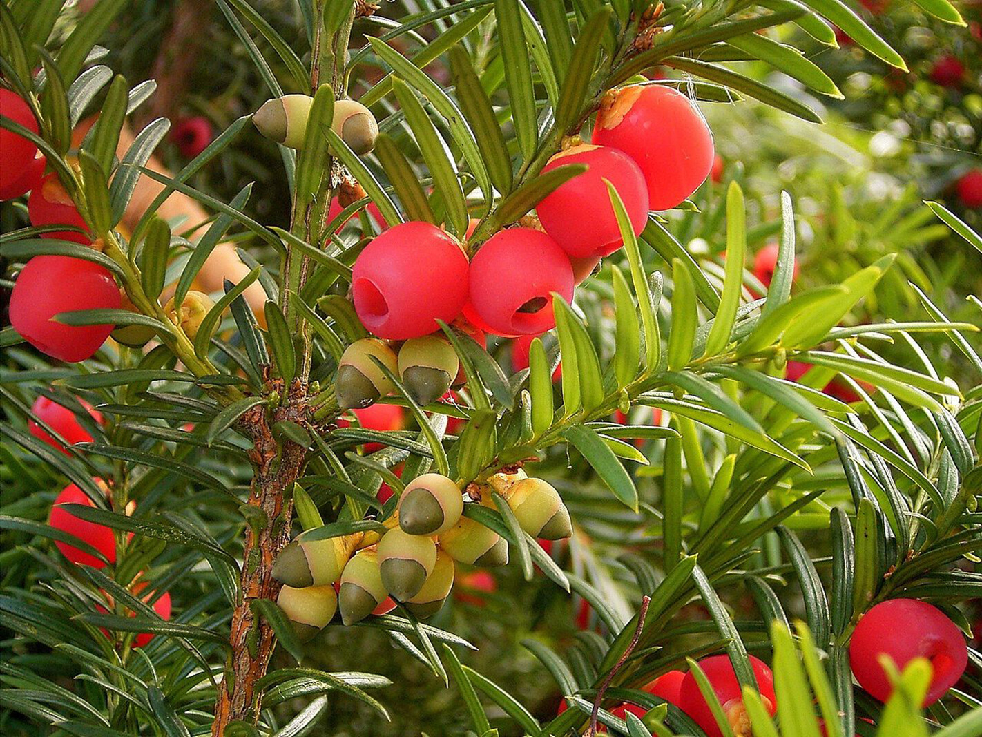 English Yew, Taxus baccata, Tree Seeds (Evergreen, Topiary, Bonsai)